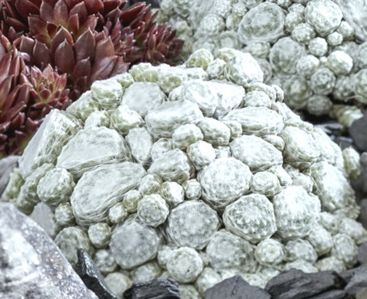 Sempervivum' COLOROCKZ® Arctic White Hens and Chicks