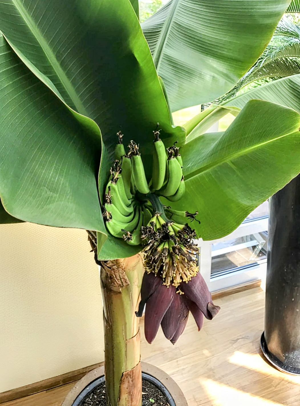 Musa acuminata' Dwarf Cavendish Banana Tree