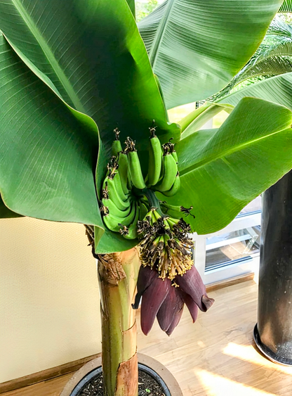 Musa acuminata' Dwarf Cavendish Banana Tree