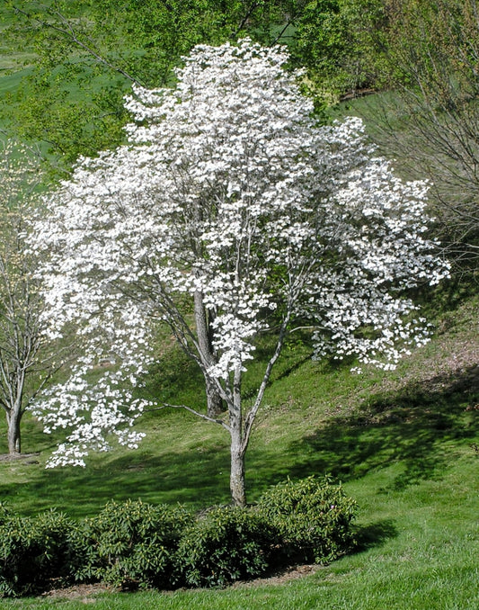 Cornus' QuickScape Minis Flowering Dogwood Tree