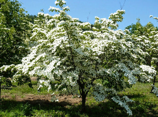 Cornus' QuickScape Minis Kousa Flowering Dogwood Tree