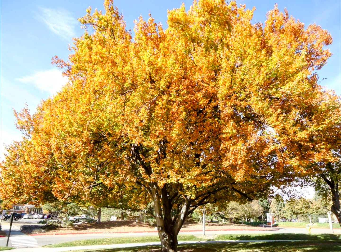 Fagus' QuickScape Minis European Beech Tree