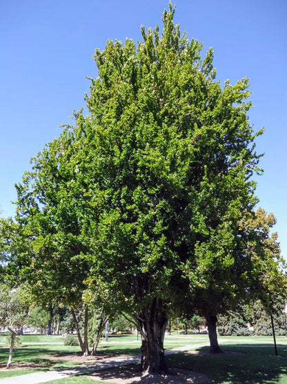 Fagus' QuickScape Minis European Beech Tree