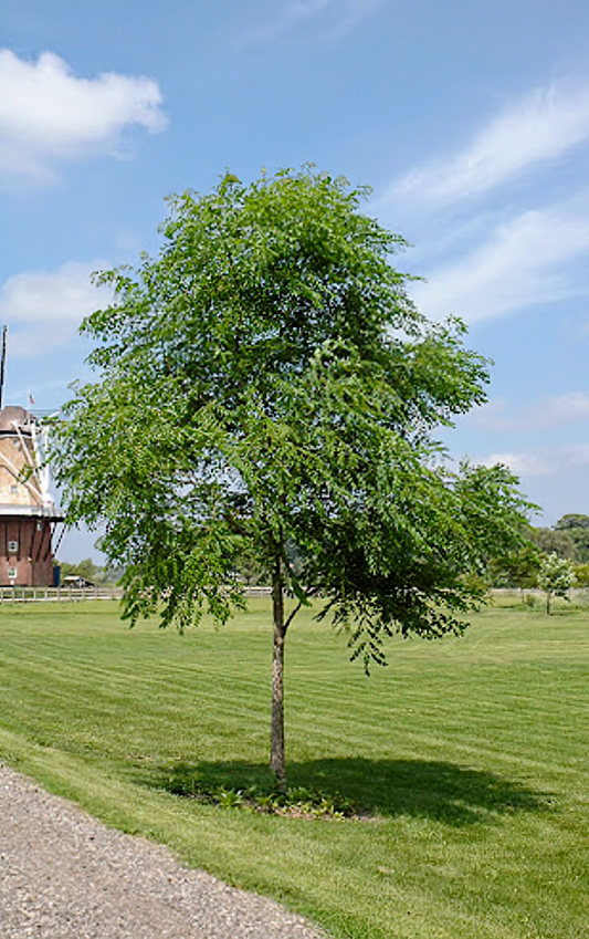 Gymnocladus' QuickScape Minis Kentucky Coffeetree