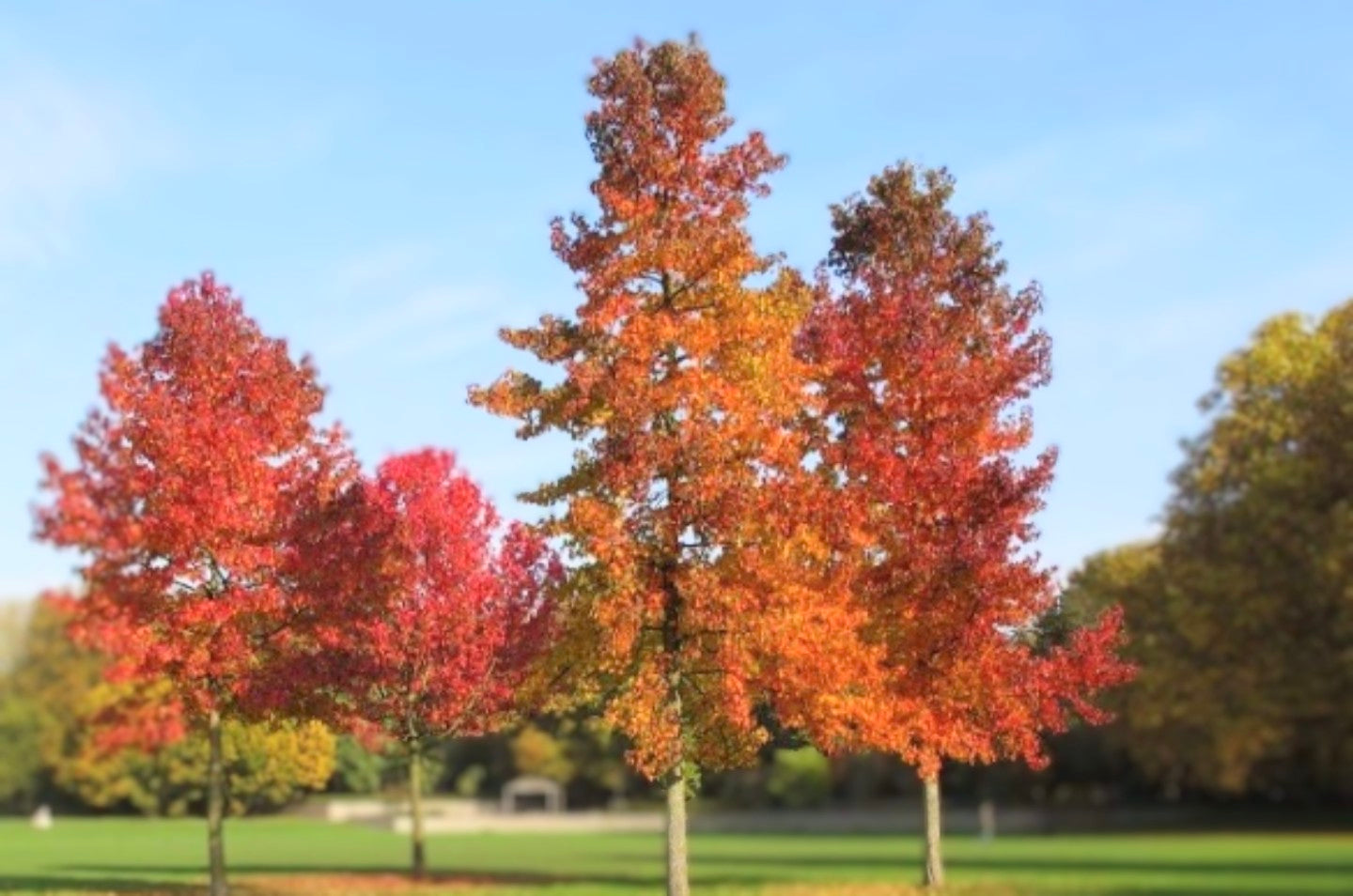 Liquidambar' QuickScape Minis American Sweetgum Tree