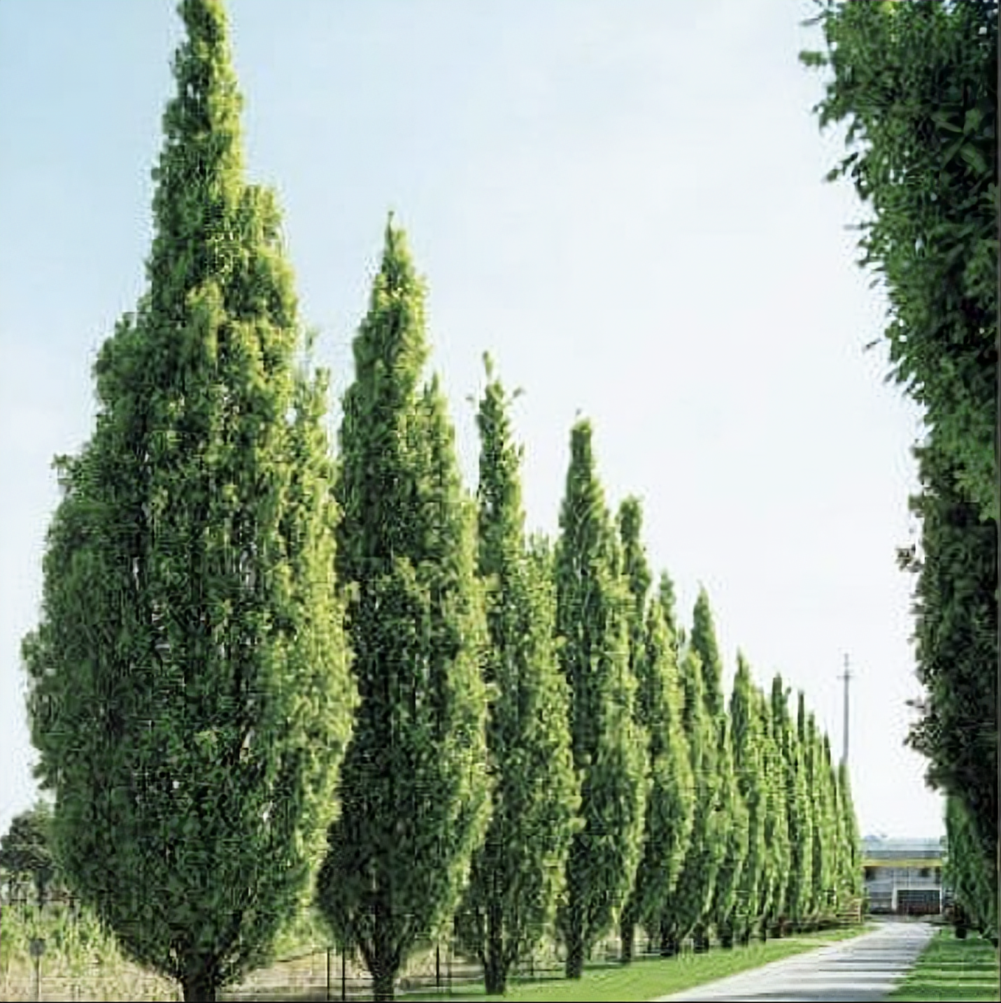 Quercus' QuickScape Minis Columnar English Oak Tree