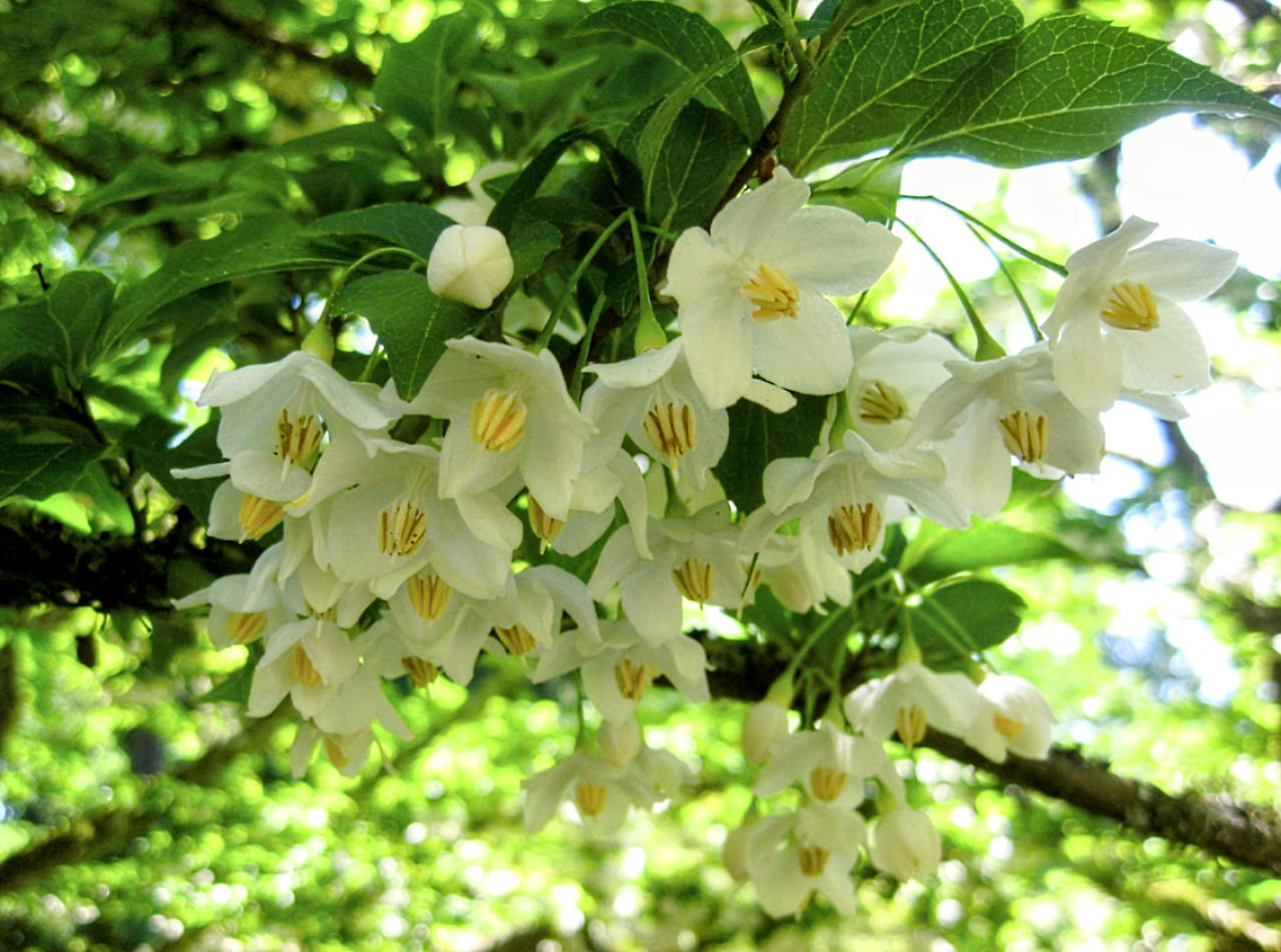 Styrax' QuickScape Minis Japanese Snowbell Tree