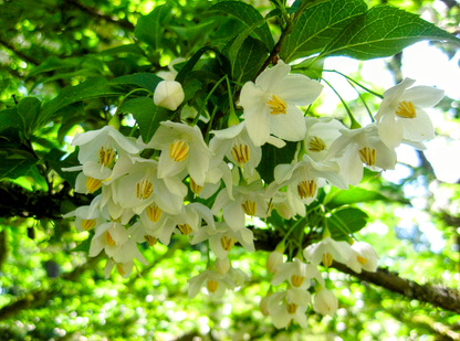 Styrax' QuickScape Minis Japanese Snowbell Tree