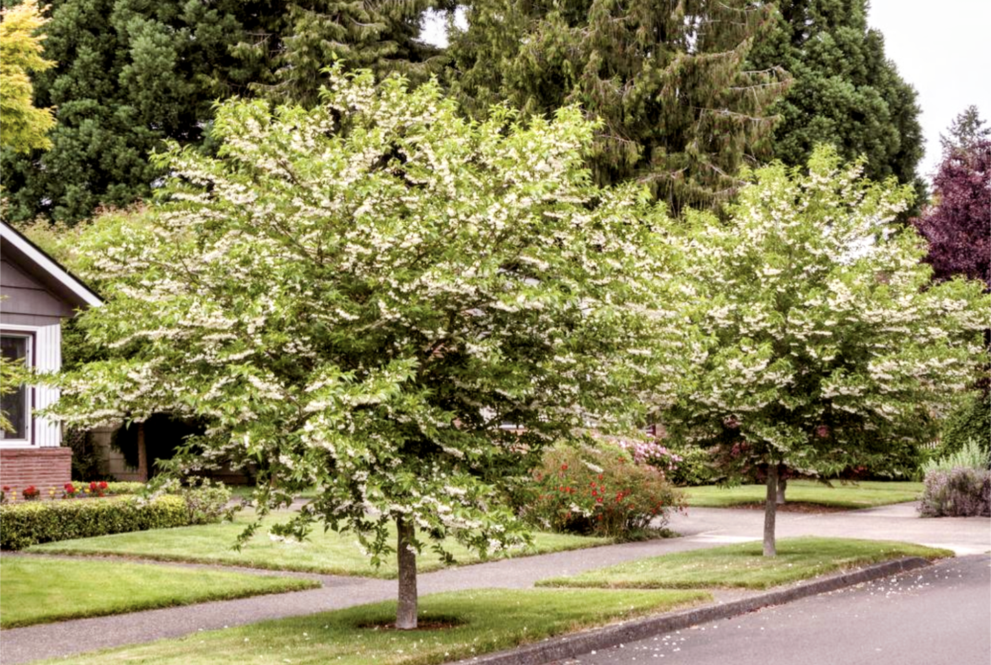 Styrax' QuickScape Minis Japanese Snowbell Tree