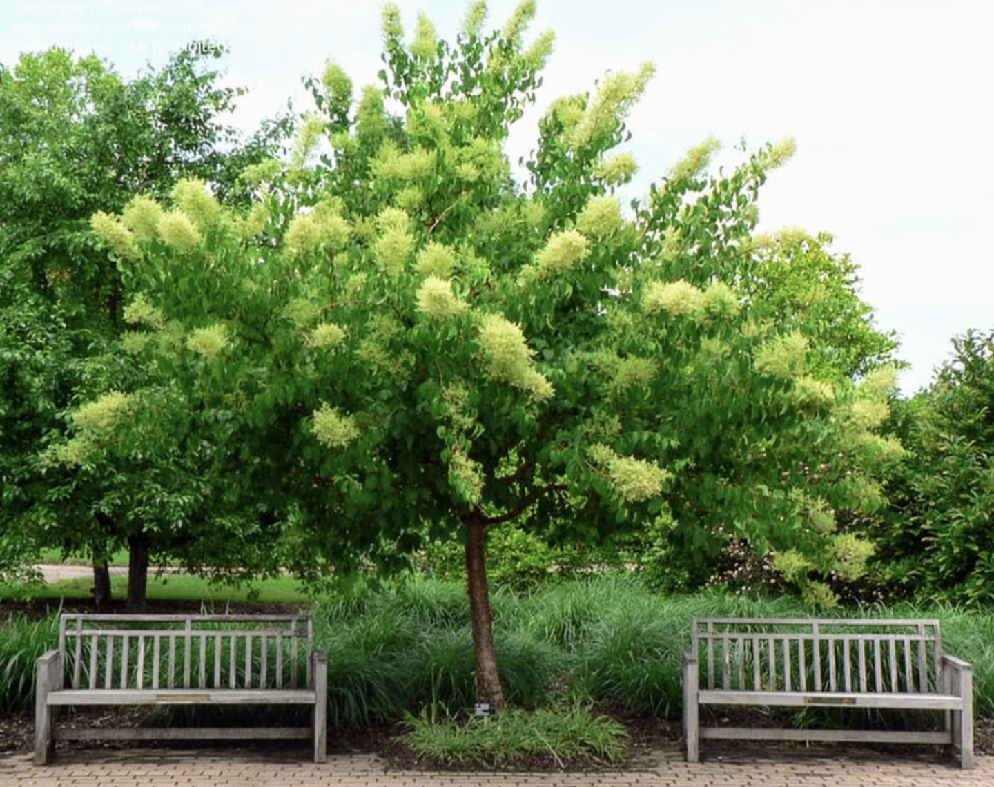 Syringa' QuickScape Minis Peking Lilac Tree