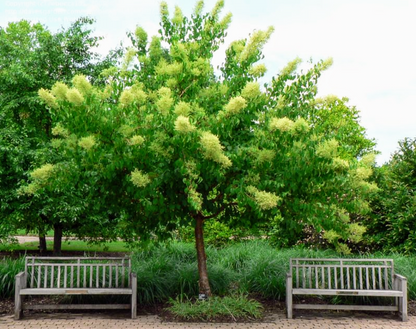 Syringa' QuickScape Minis Peking Lilac Tree