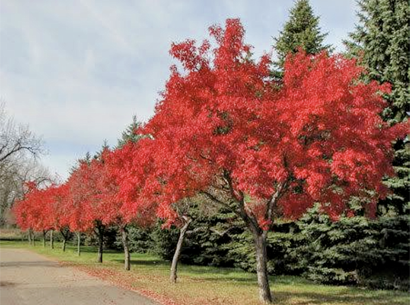 Acer' QuickScape Minis Flame Amur Maple Tree