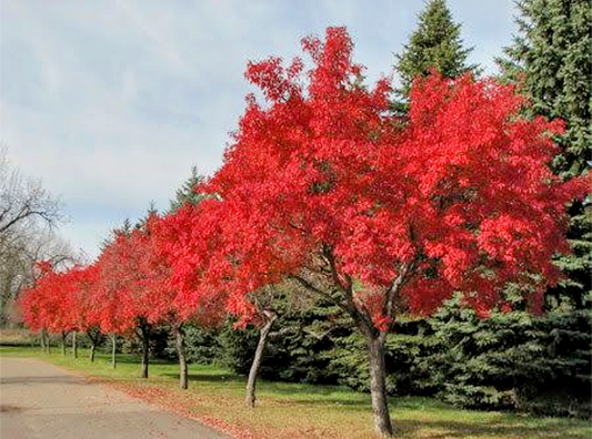 Acer' QuickScape Minis Flame Amur Maple Tree