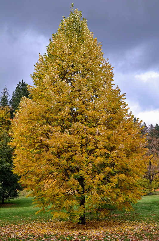 Tilia' QuickScape Minis Silver Linden Tree