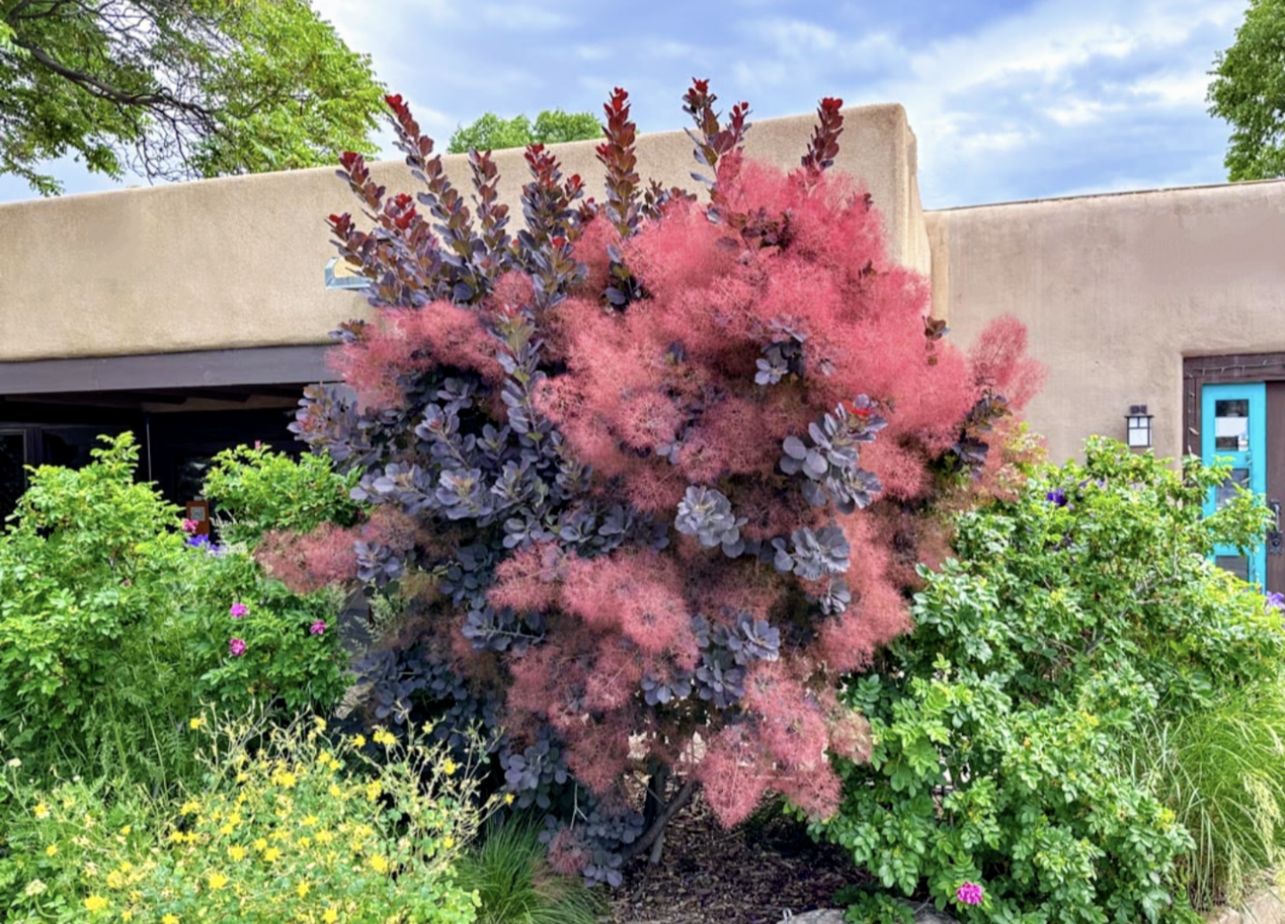 Cotinus' QuickScape Minis Royal Purple Smoketree