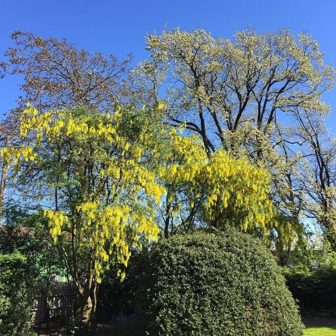 Laburnum' QuickScape Minis Golden Chain Tree