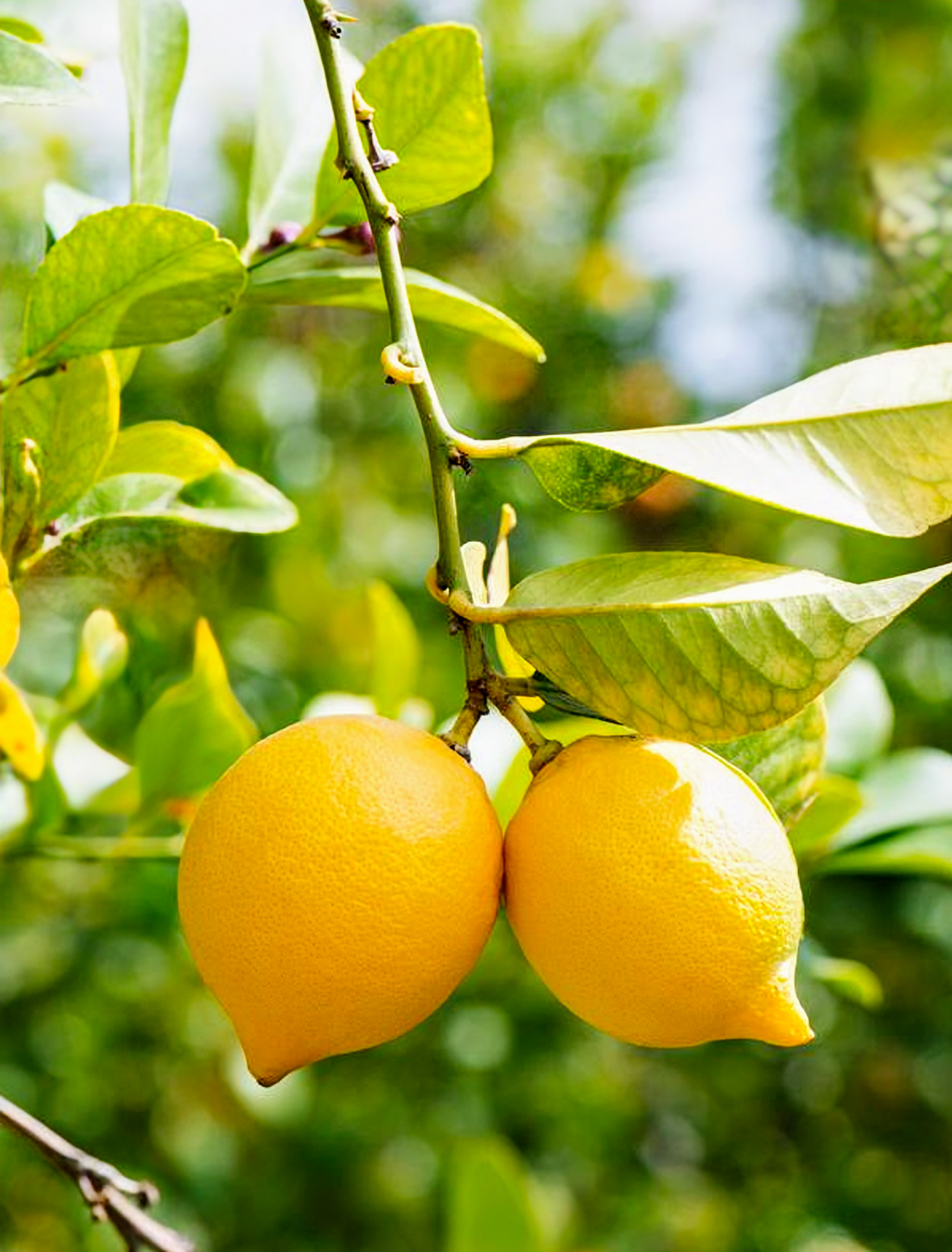 Citrus' New Zealand Lemonade Patio Lemon Tree