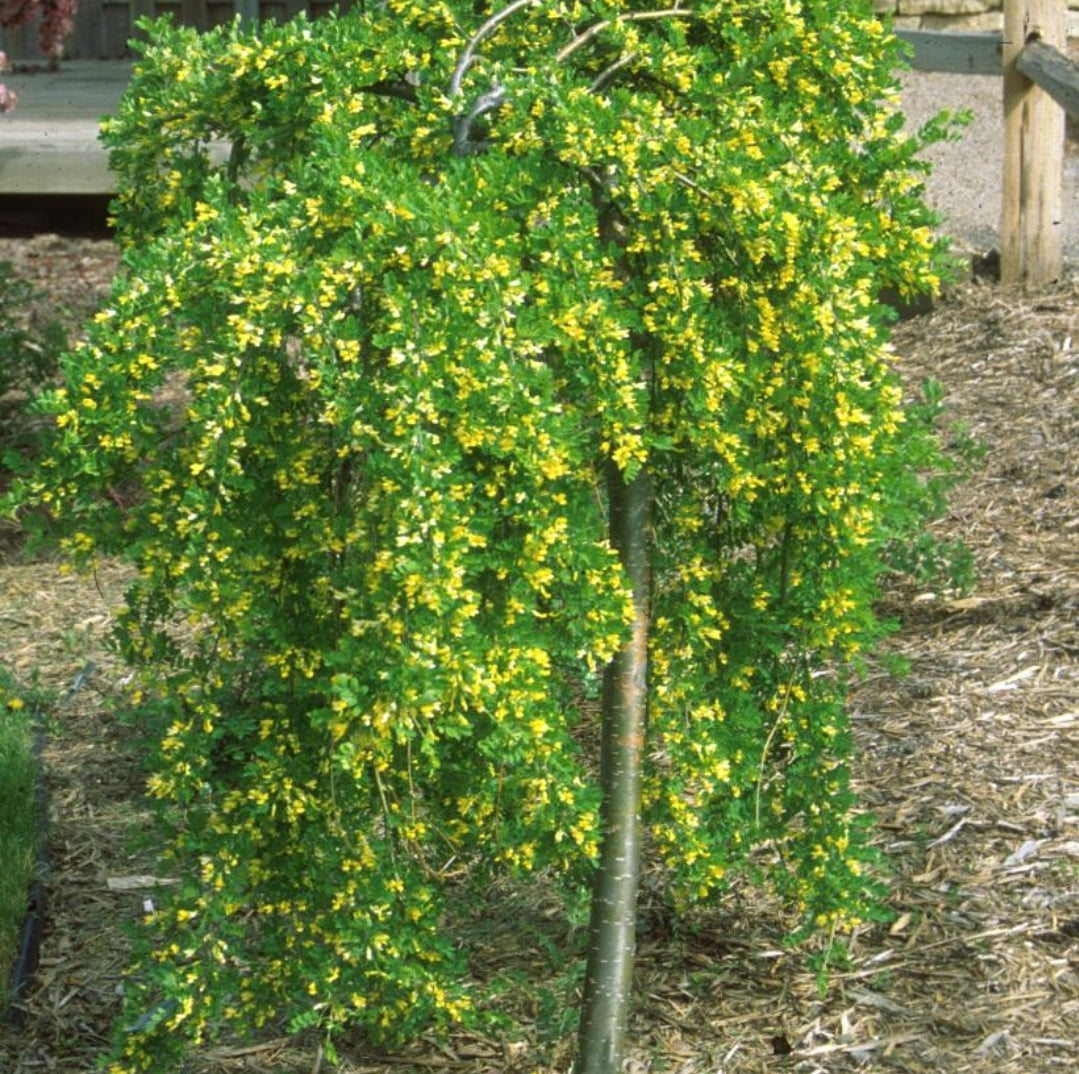 Caragana' Weeping Caragana Tree