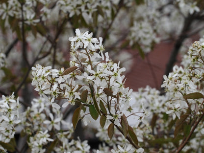 Amelanchier' QuickScape Minis Allegheny Serviceberry Tree