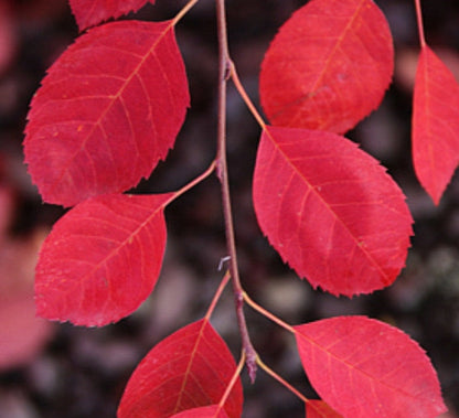 Amelanchier' QuickScape Minis Allegheny Serviceberry Tree