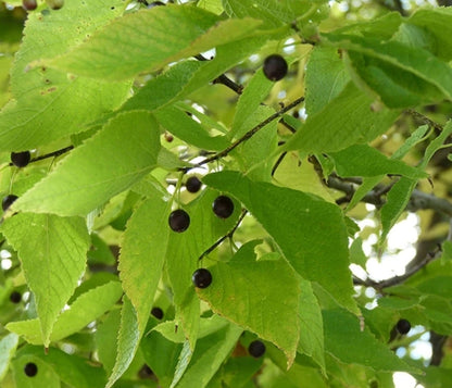 Celtis' QuickScape Minis Hackberry Tree