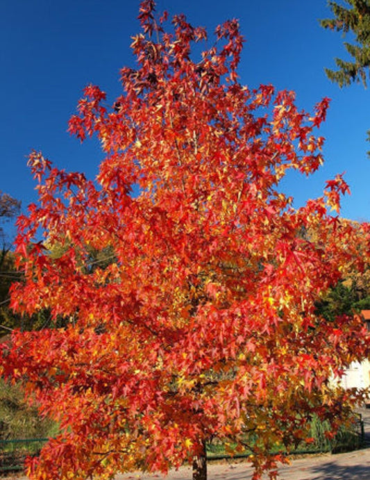 Acer' QuickScape Minis Red Maple Tree