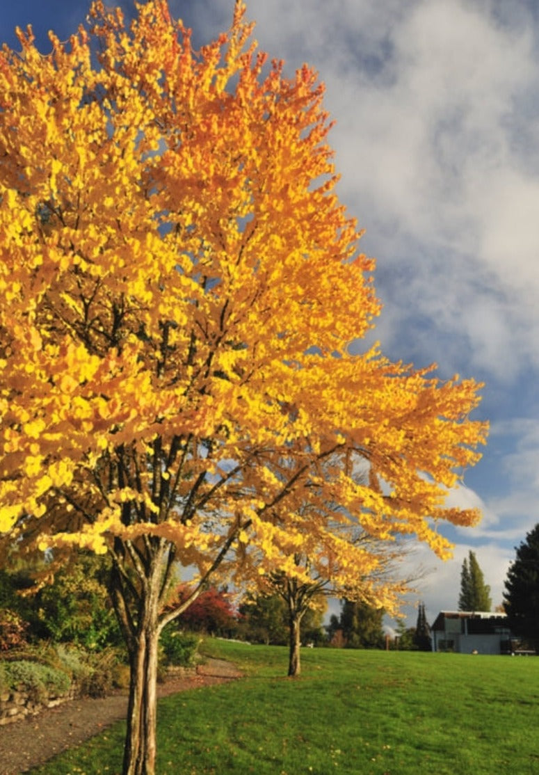 Cercidiphyllum' QuickScape Minis Katsura Tree