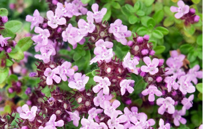 Thymus' Lemon Culinary Thyme