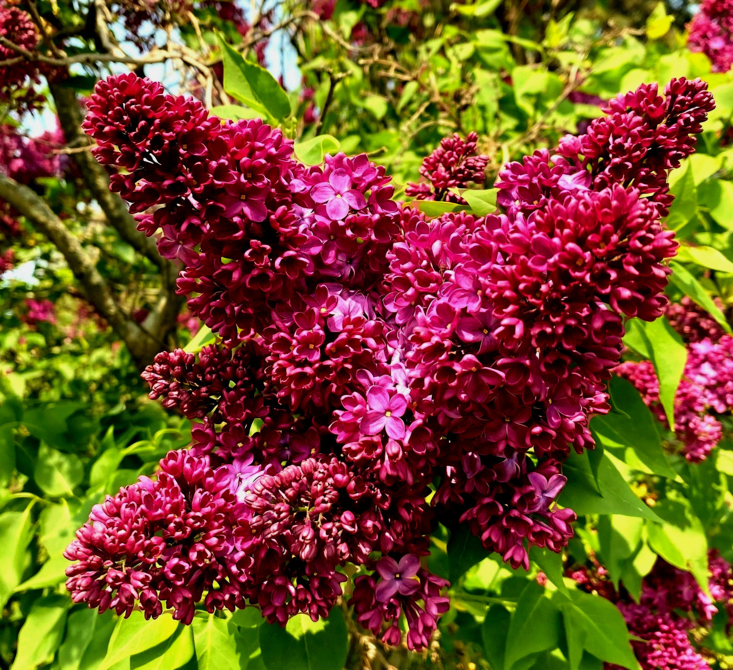 Syringa' Monge Lilac