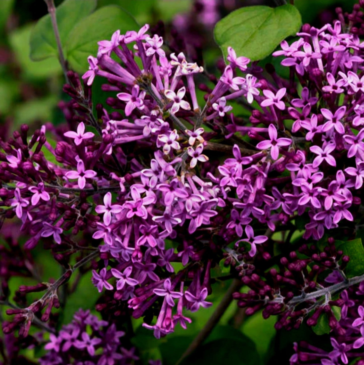 Syringa' Bloomerang™ Dark Purple Reblooming Lilac