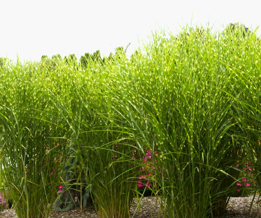 Miscanthus' Giant Porcupine Grass