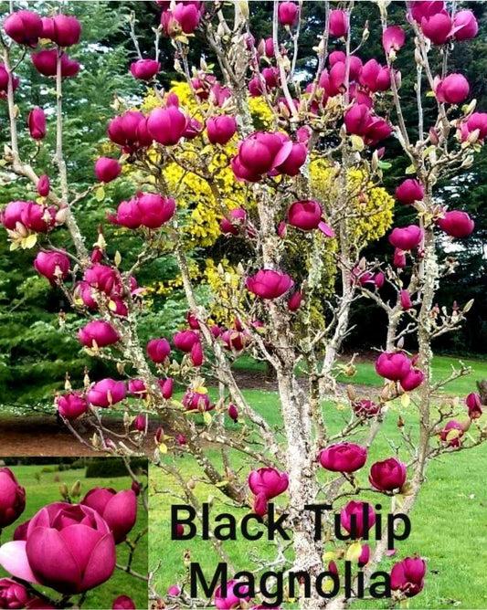 Magnolia' Black Tulip