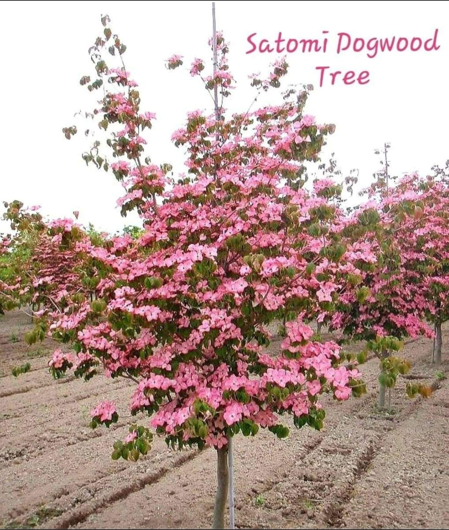 Cornus' Satomi Kousa Dogwood Tree