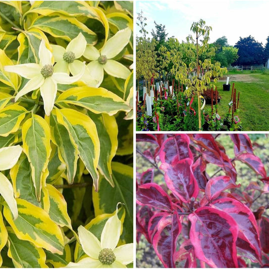 Cornus' Summer Gold Kousa Dogwood Tree