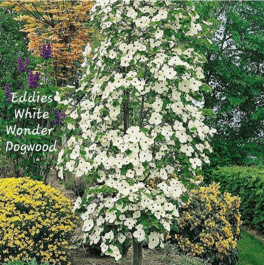 Cornus' Eddies White Wonder Dogwood Tree