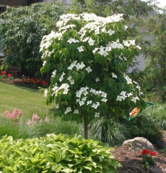 Cornus' Galilean Kousa Dogwood Tree