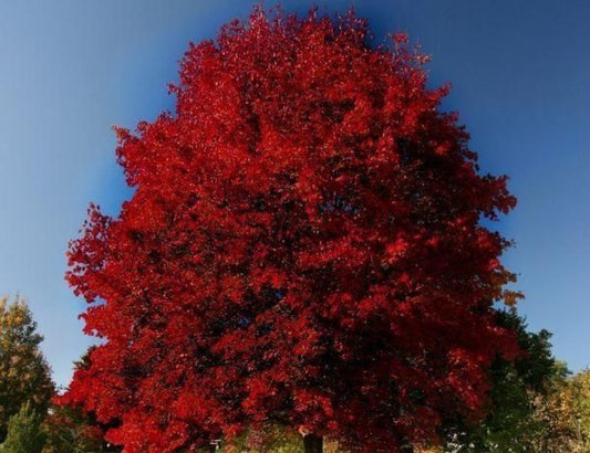 Acer' Burgundy Belle Maple Tree