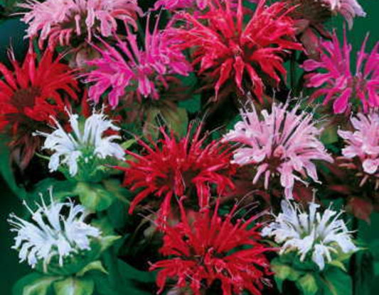 Monarda' Panorama Mix Bee Balm