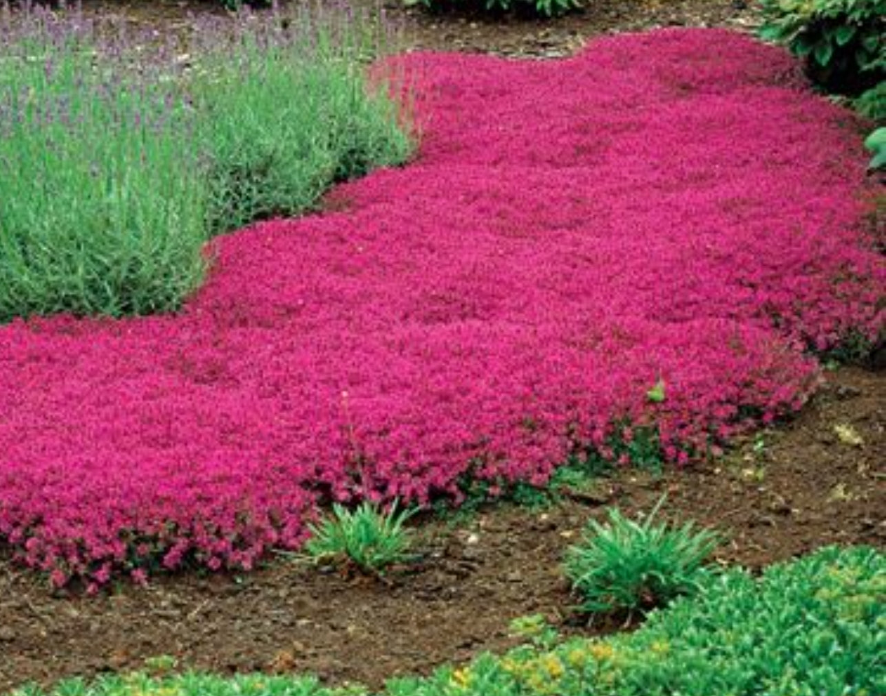 Thymus' Red Creeping Thyme