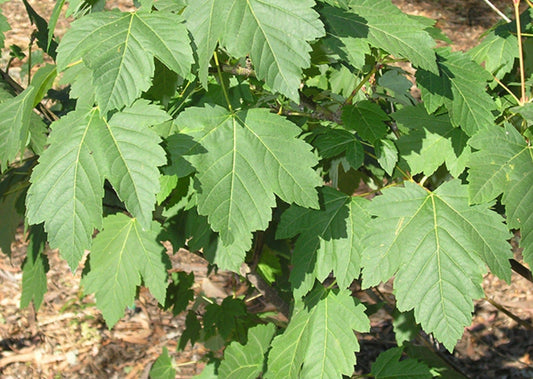 Acer' Rocky Mountain Maple