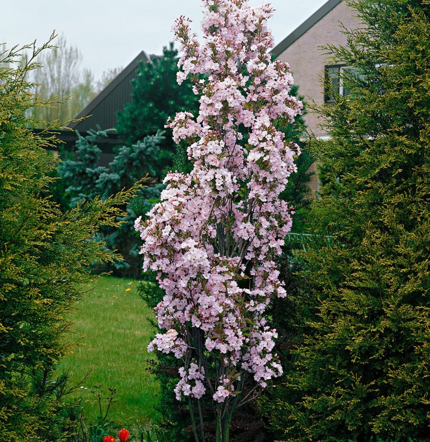 Prunus' Amanogawa Columnar Cherry Blossom Tree