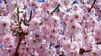 Prunus' Amanogawa Columnar Cherry Blossom Tree