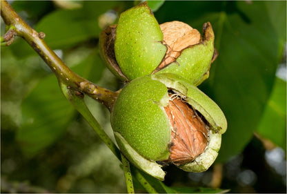 Juglans' Carpathian English Walnut Tree