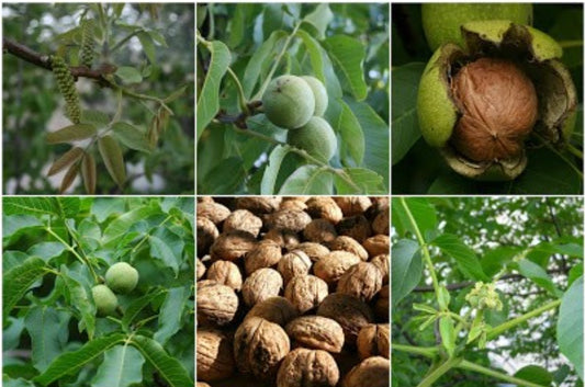 Juglans' Cascade English Walnut Tree