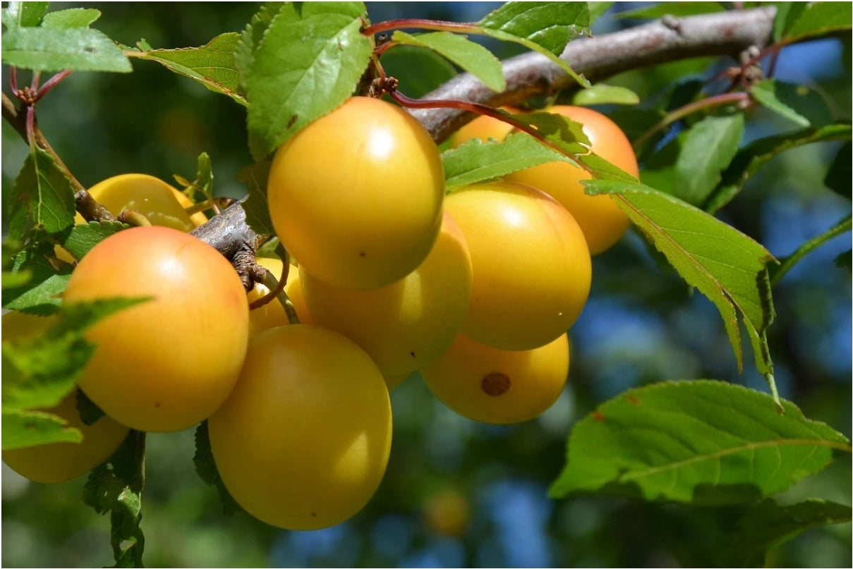 Prunus' Shiro Plum Tree