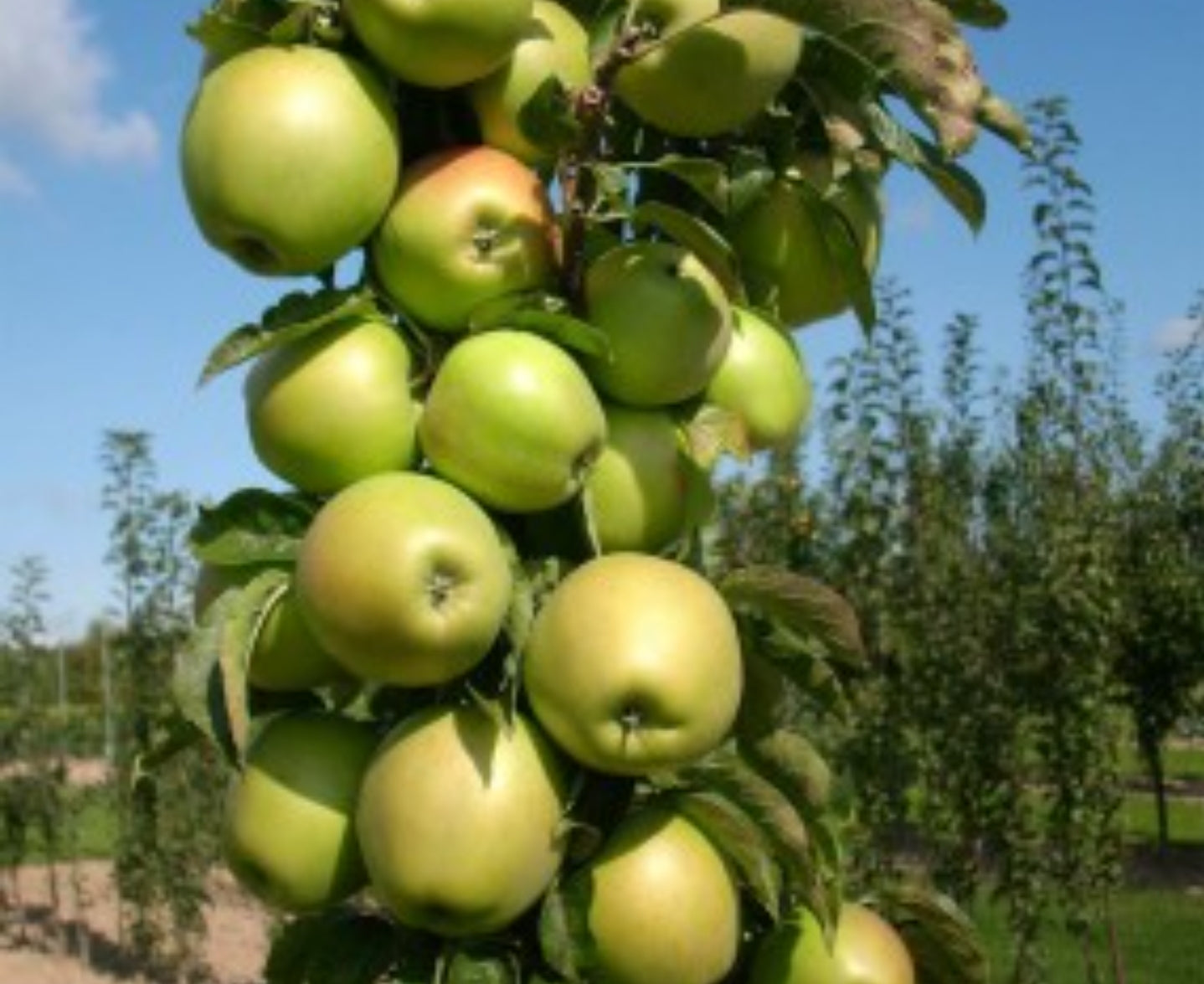 Malus' Golden Sentinel™ Columnar Apple Tree