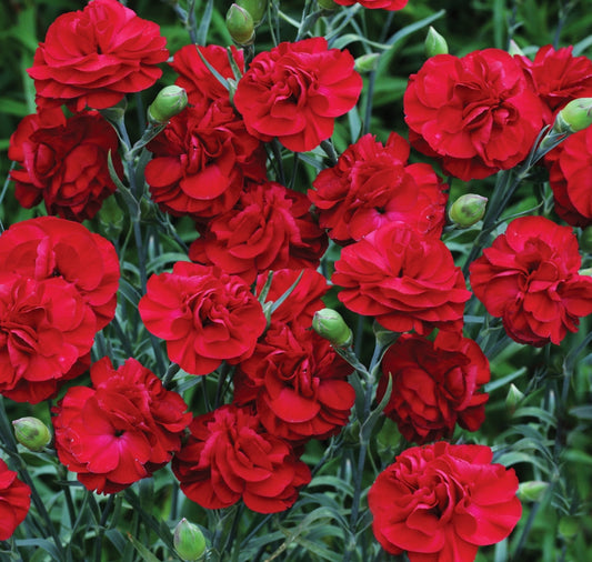 Dianthus' Passion, Scent First® Series