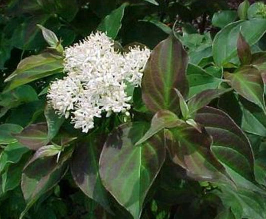 Cornus' Dwarf Crimson Dogwood