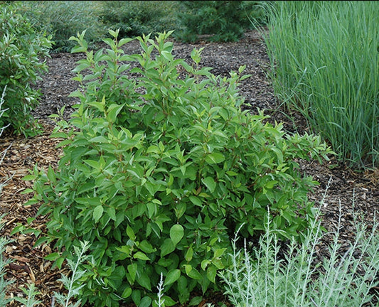 Cornus' Isanti Dogwood