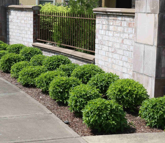 Cornus' Kelsey's Dwarf Dogwood